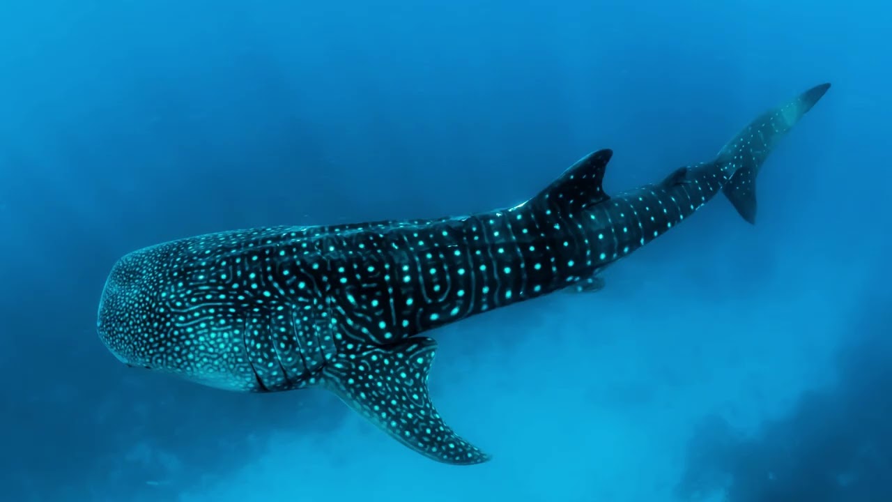 Under the Sea (Wildlife Wallpaper)