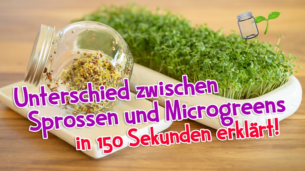 Unterschied von Sprossen und Microgreens in 150 Sekunden erkl&auml;rt 🌱⏰ #gem&uuml;se #sprossen #microgreens