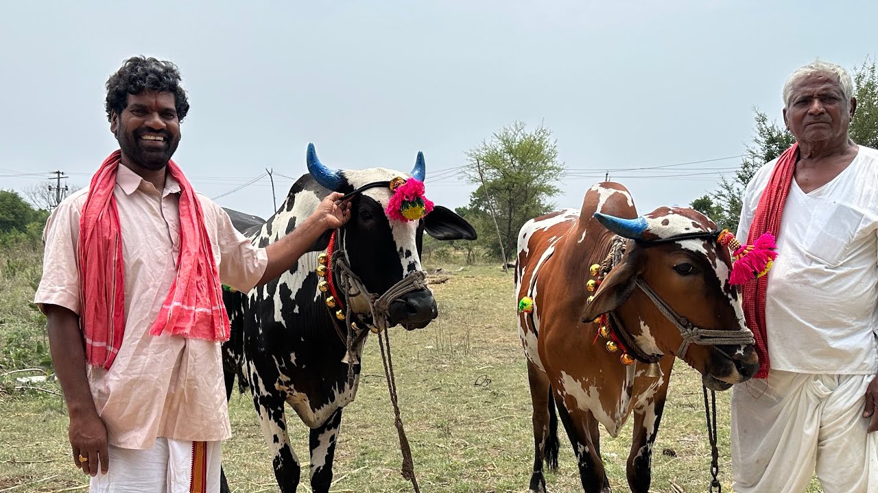 ఎరొక్క పున్నం ఎడ్లపండుగ | PENTAIAH ORIGINALS | BITHIRISATHI LATEST | #village #culture #chevella