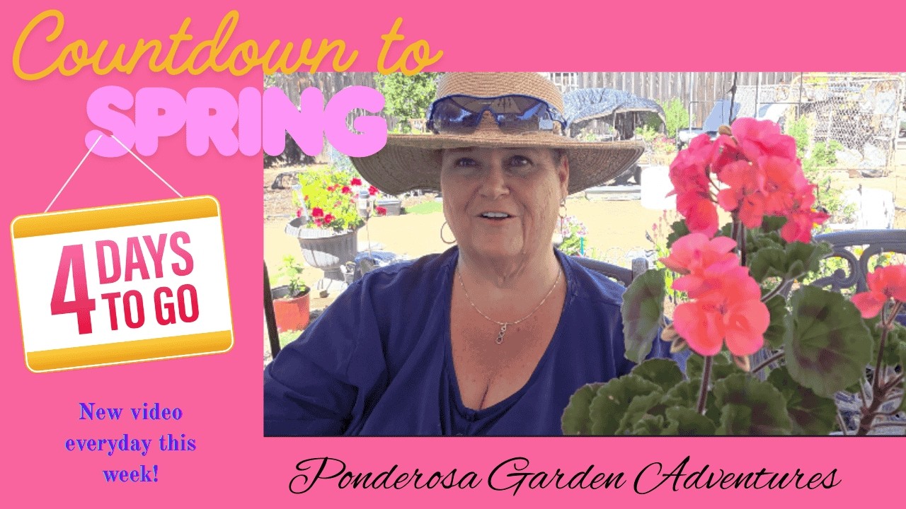 Countdown to Spring – Day 2 Potting Up Geraniums