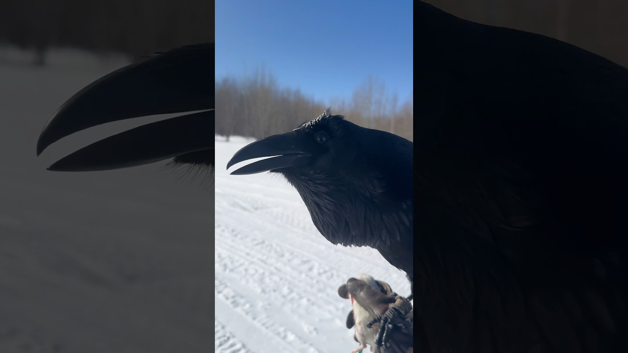 Released into the wild #воронгоша #raven #birds #nature #ravenbird #animals #animal