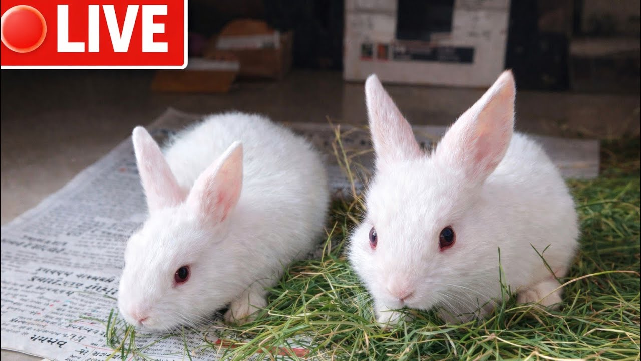 Radha Krishna Pets 🐇 | Cute Rabbit Shorts & Care Tips