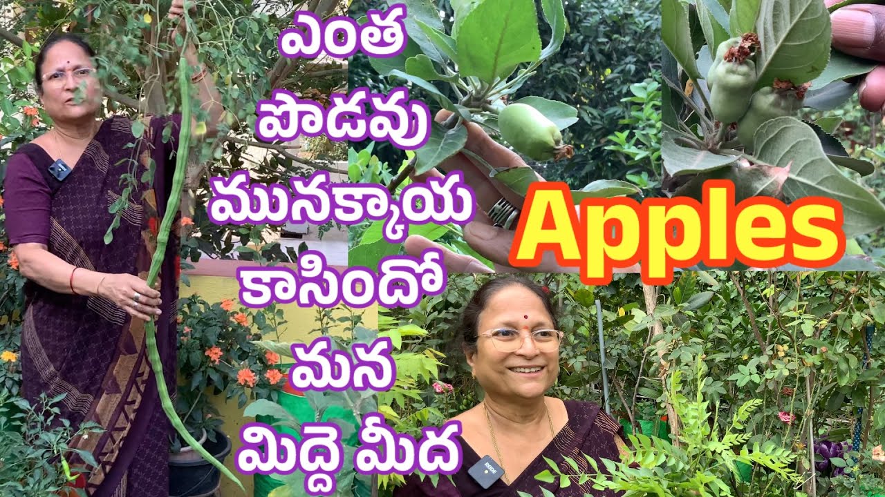 మనమిద్దె తోటలో ఎంత పెద్ద మునక్కాయ యాపిల్ కాయలు చూద్దాం  || Harvest