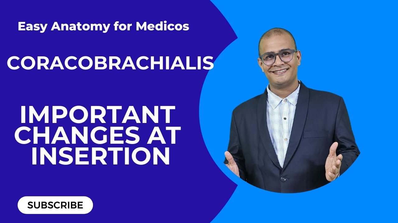 Coracobrachialis Muscle Insertion Changes | Must-Know Anatomy for Exams