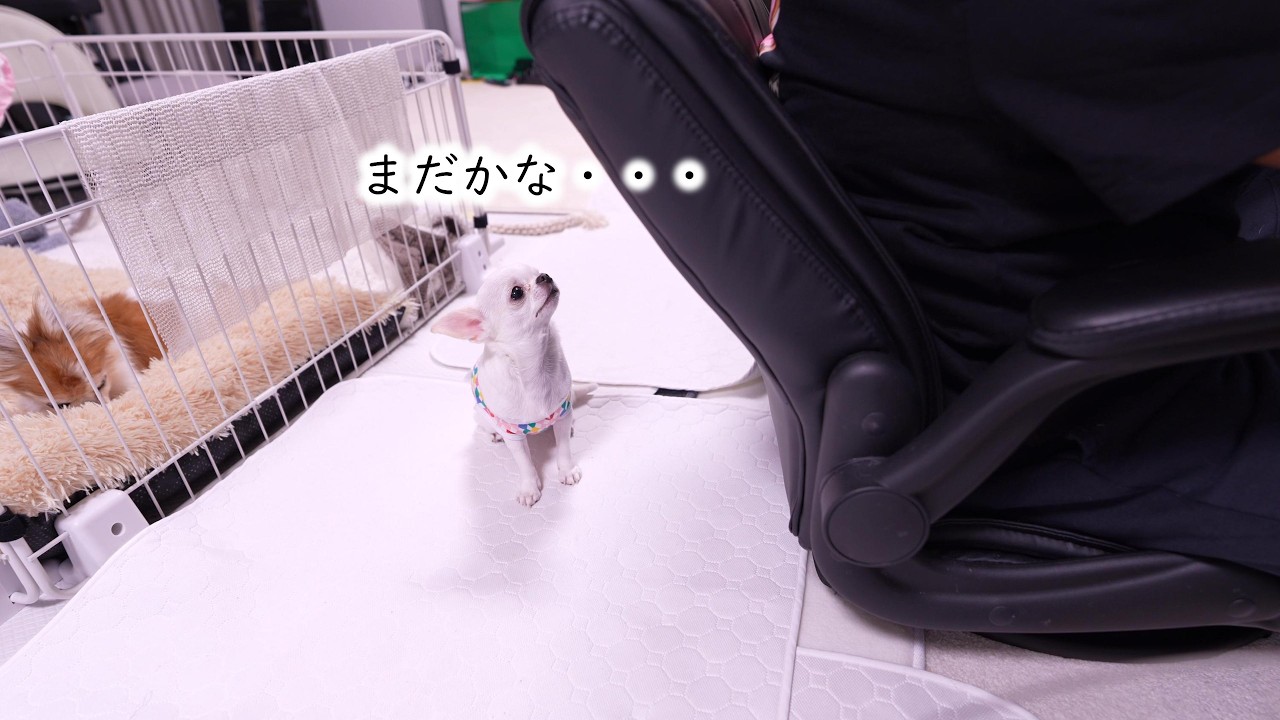 健気過ぎ！パパの仕事が終わるのを足元でじっと待っている子犬チワワ
