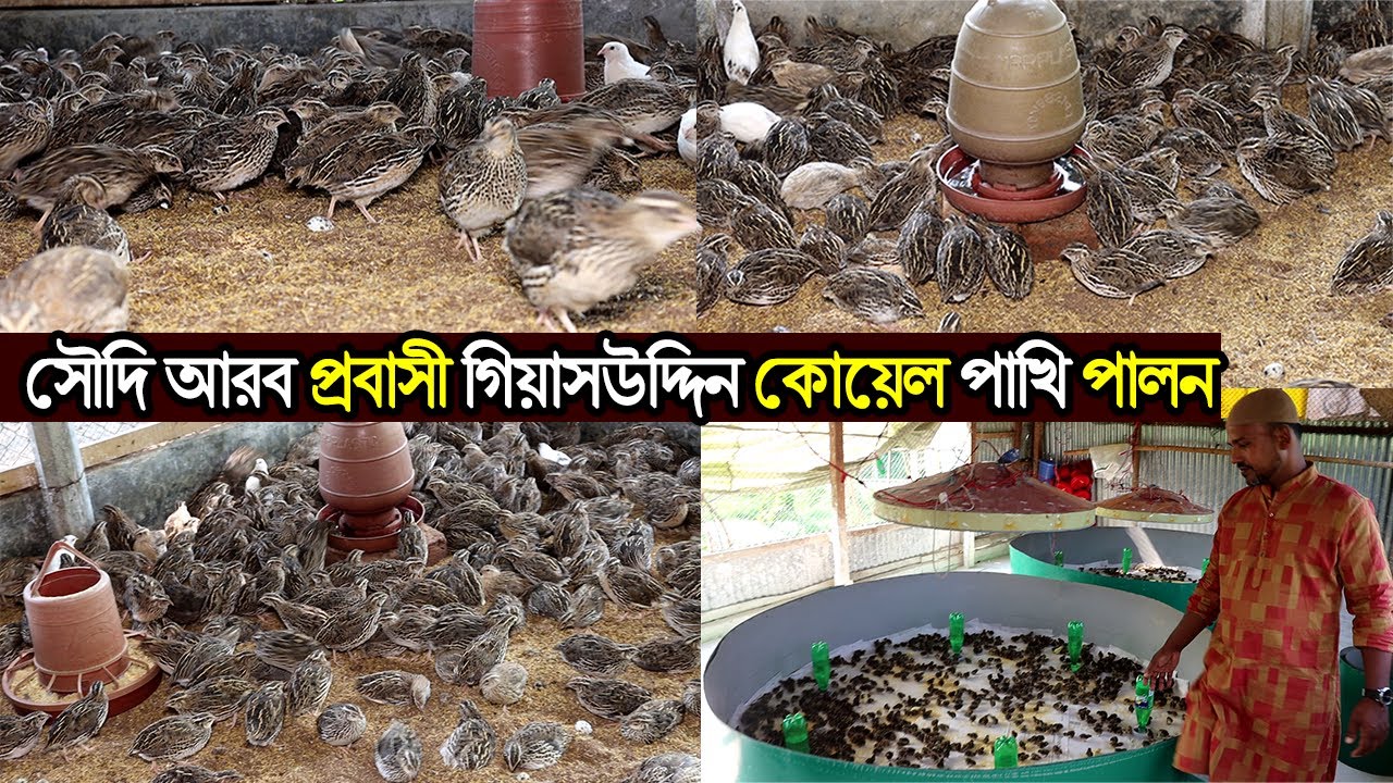 সৌদি আরব প্রবাসী গিয়াসউদ্দিন কোয়েল পাখি পালন করে যে ভাবে মাসে লক্ষ টাকা আয় করছেন।Qual pakhi