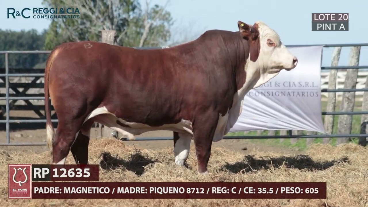 LOTE 20 PINTURA A EL TIGRE