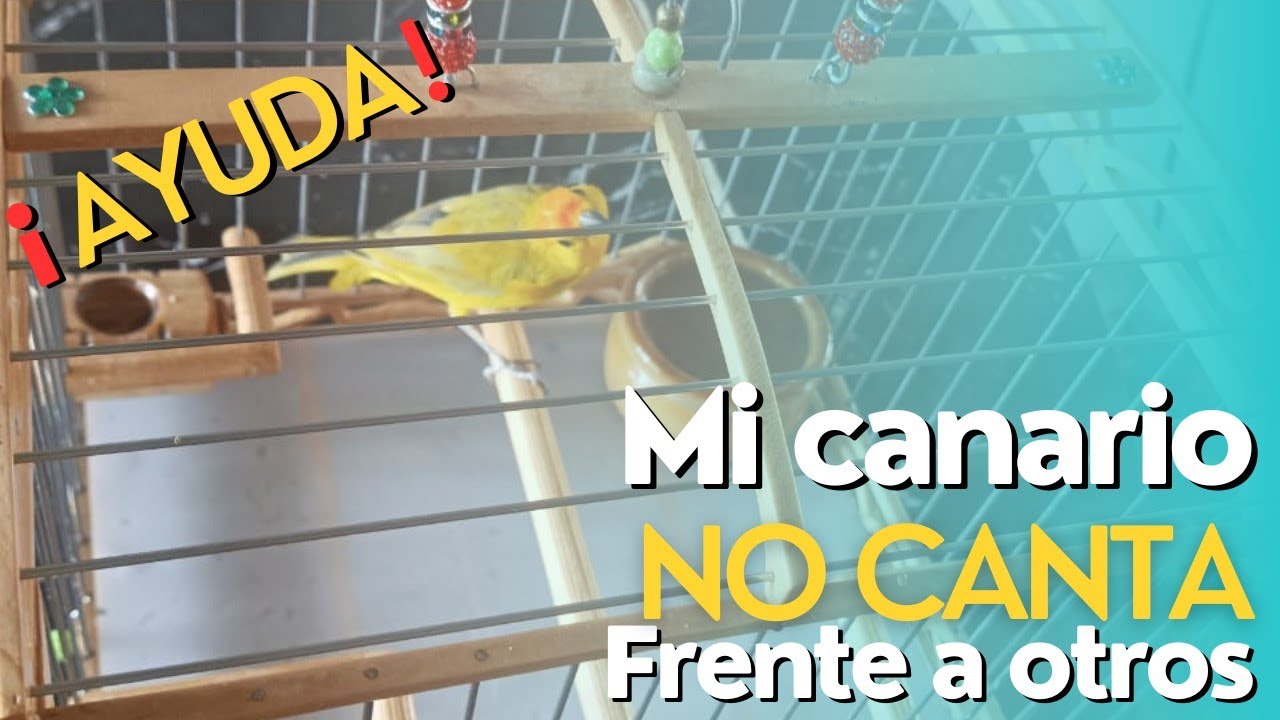 😱Mi CANARIO no CANTA frente a otros🥭