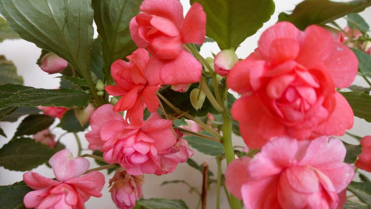 Стекло Beauty Flower (Impatiens walleriana) Уход