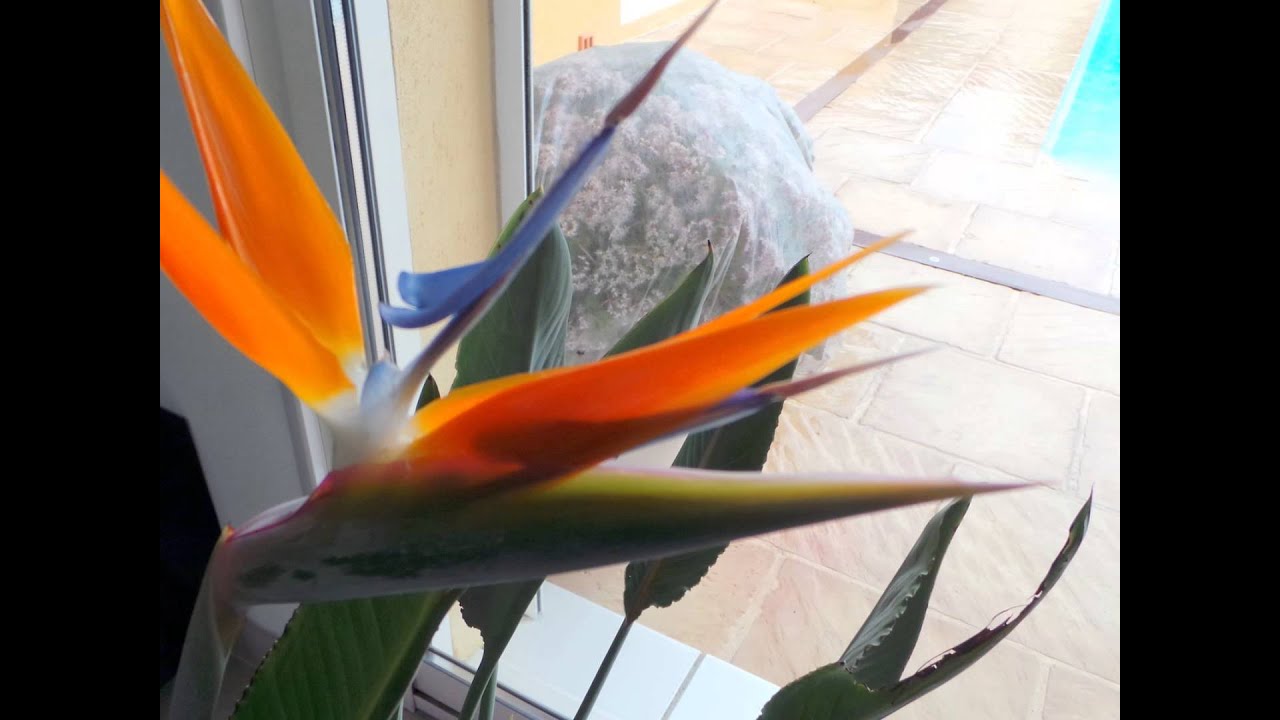 naissance d'un oiseau du paradis