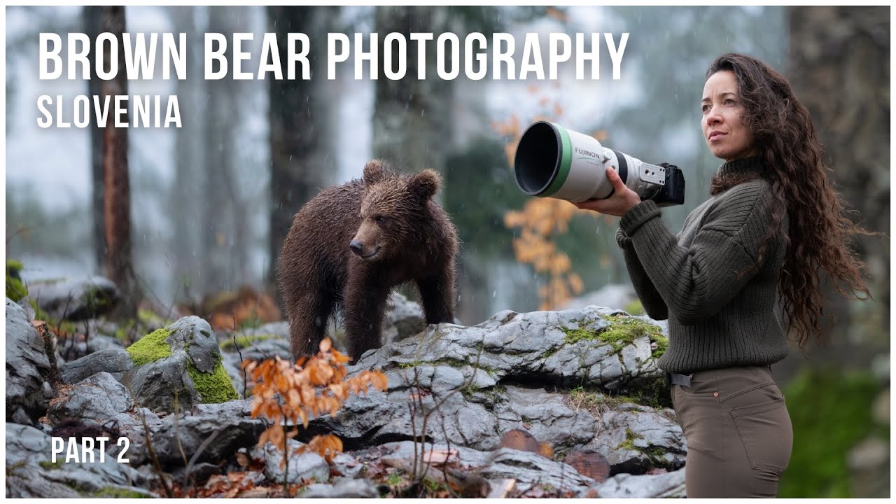 Brown Bear Photography Slovenia | Wildlife Photography Fujifilm | Part 2