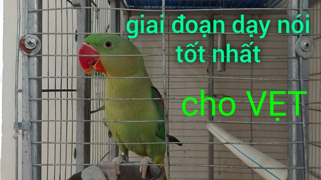 Nên dạy vẹt nói ở giai đoạn nào? Cách để nó luôn tương tác bằng âm thanh. Dạy  từng từ hay nhiều từ?