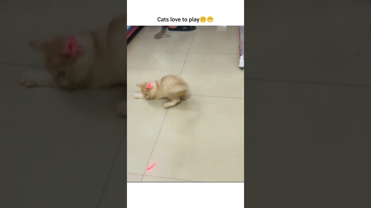 cats love to play☺️