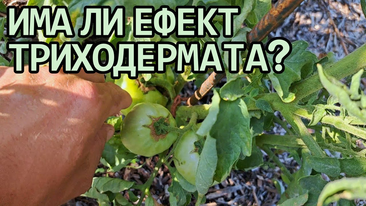 Резултат от третиране на домати с триходерма