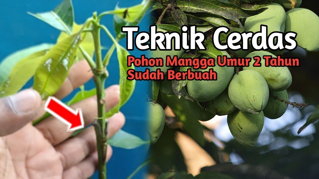 Bagaimana Menanam Mangga dari Biji cepat Berbuah
