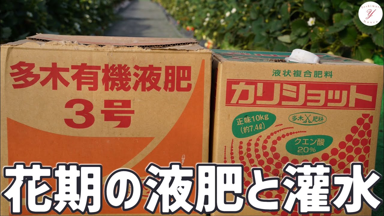 【いちご栽培】花期に液肥・灌水