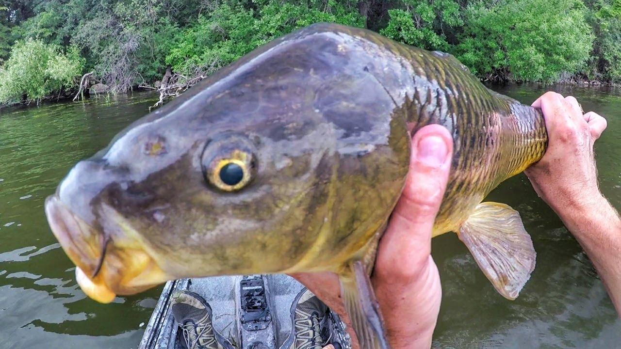 Fishing Topwater Lures For...Carp?
