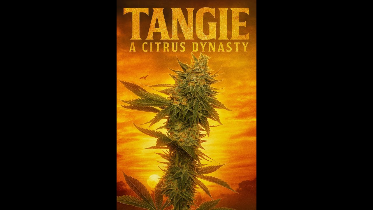 CITRUS DYNASTY: TANGIE 🍊