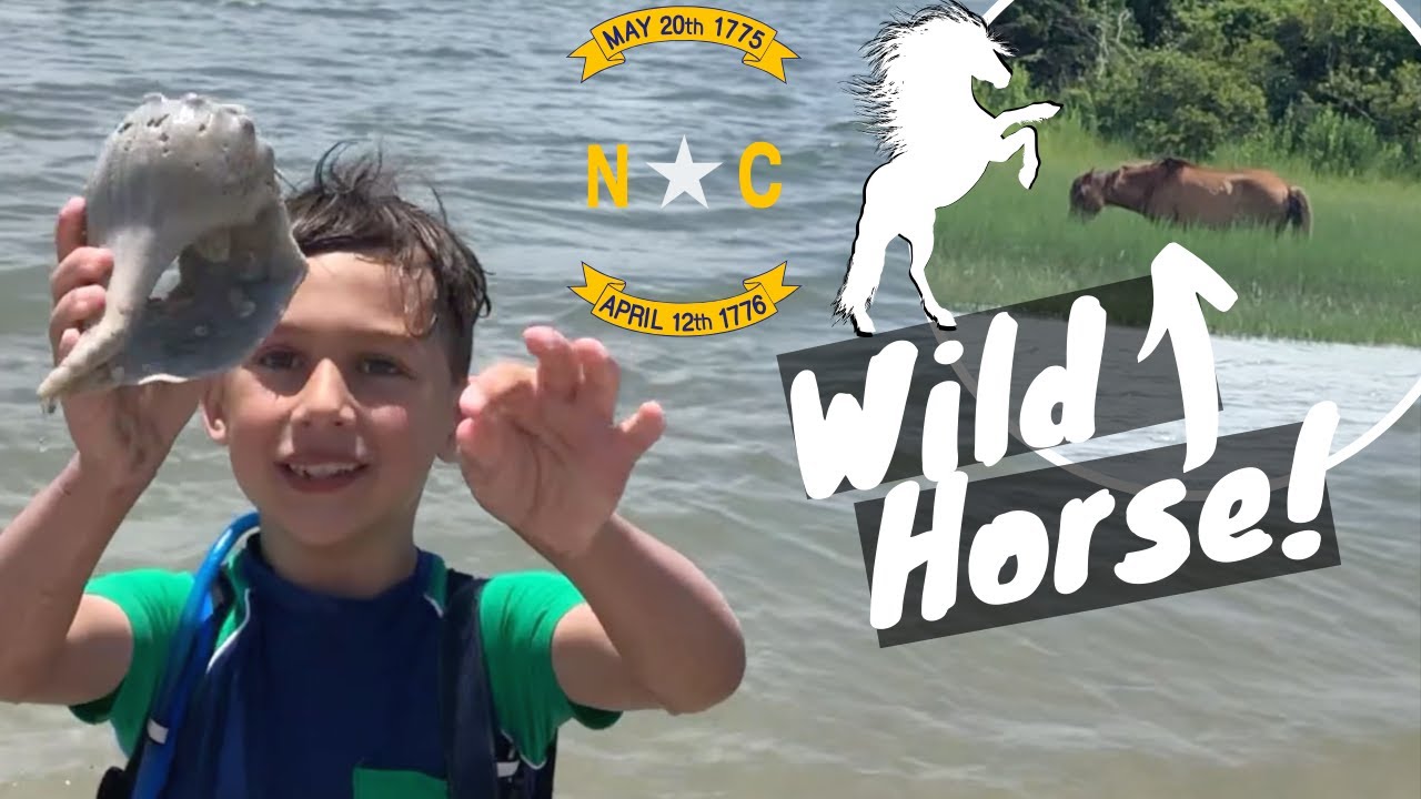 NC SHELLING  | Bird Shoals | Wild Horses | North Carolina Beach