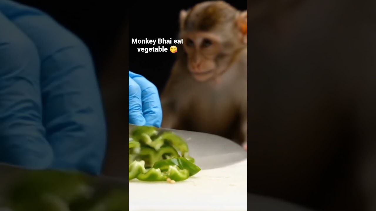 Monkey Eat vegetable 😋 #shorts #viralShorts #youtubeshorts #anime #mrbeast #music #kids #cartoon