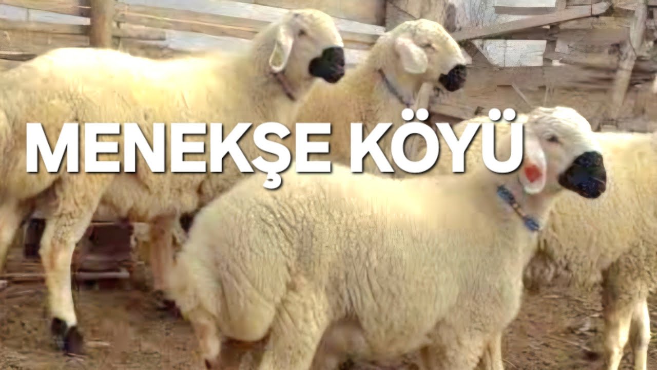 Adana❗️menekşe köyü/Ali Oğlu çiftliği küçükbaş büyükbaş #koyun #dana #kurbanlıkfiyatları #sarıçam