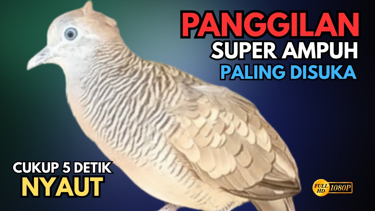 Perkutut Lokal Gacor Suara Super Besar Pancingan Semua Burung Perkutut Agar Cepat Bunyi V29