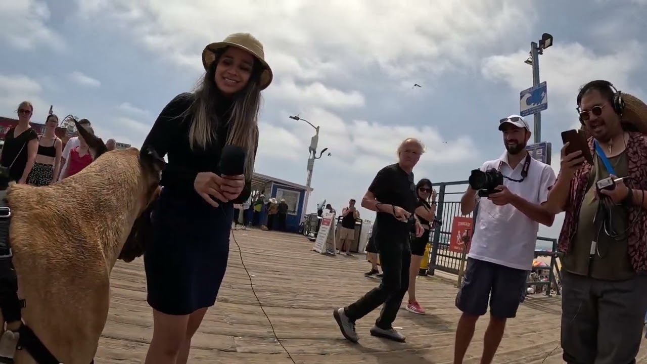 Cash 2.0 Great Dane meeting new people in Santa Monica 122