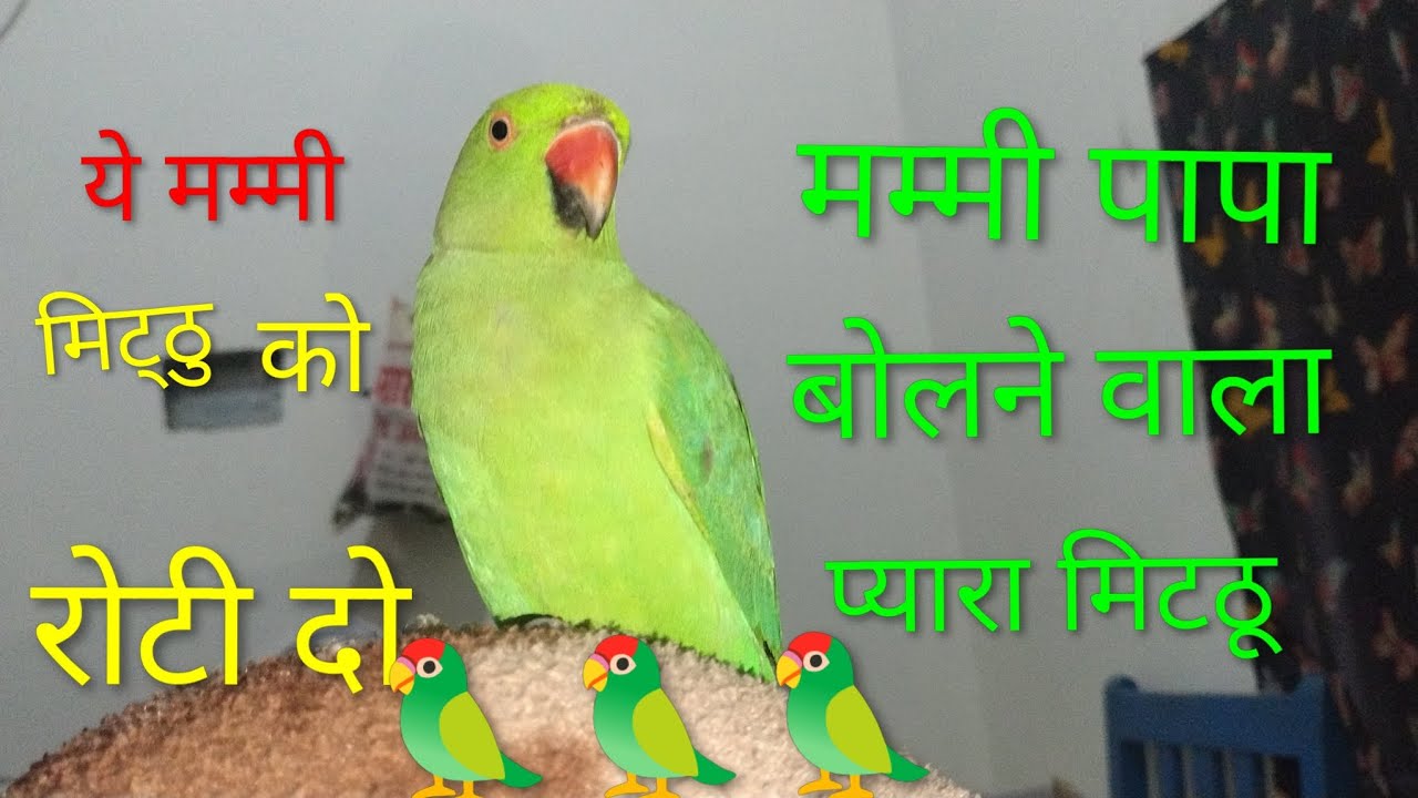 Parrot talking mummy mithu ko roti do 😱mummy papa bolana wala mitthu 🦜 cute 🥰 parrot viral video🦜