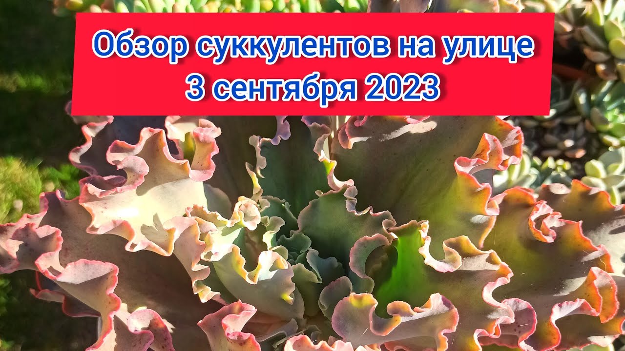 Обзор суккулентов на улице. 3 сентября 2023