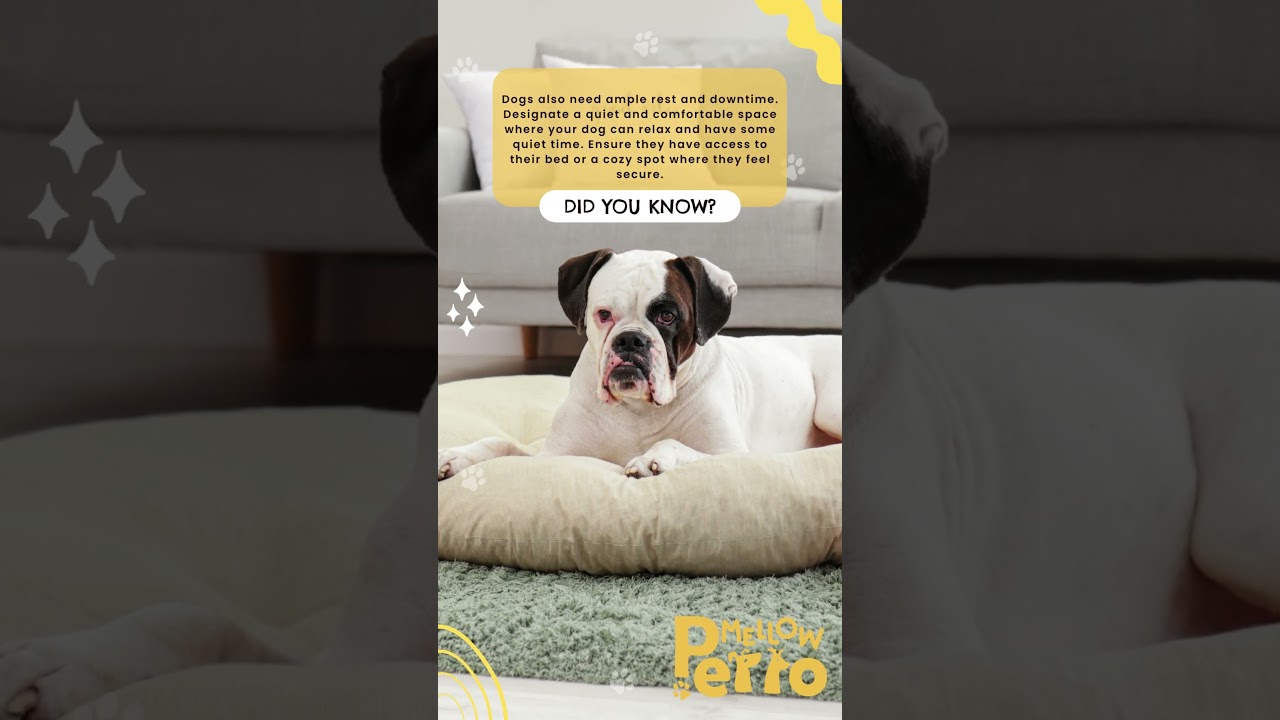 Recharge and Relax: Creating a Serene Retreat for Your Beloved Dog