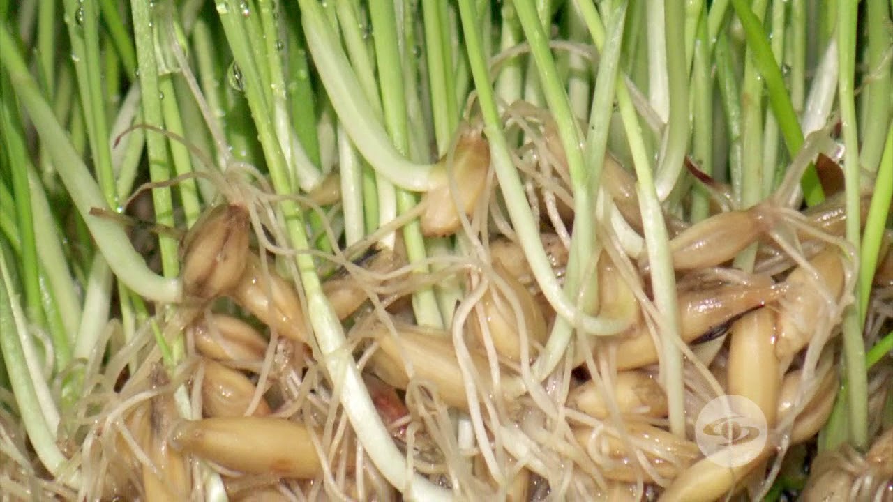 Cultivo de tres forrajes hidropónicos | La Finca de Hoy