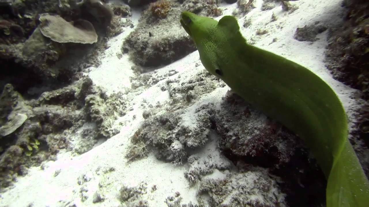 Curacao dive trip April 18-26 2015