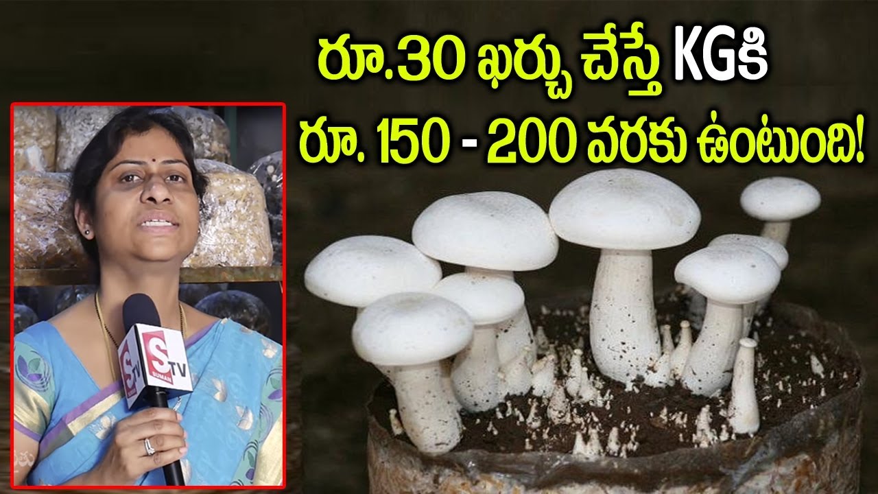 Mushroom Farming - Milky Mushroom Cultivation and Training || SumanTV Rythu