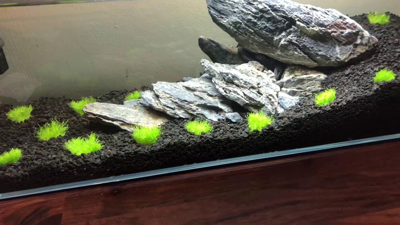 HOW TO GROW: Utricularia Graminifolia