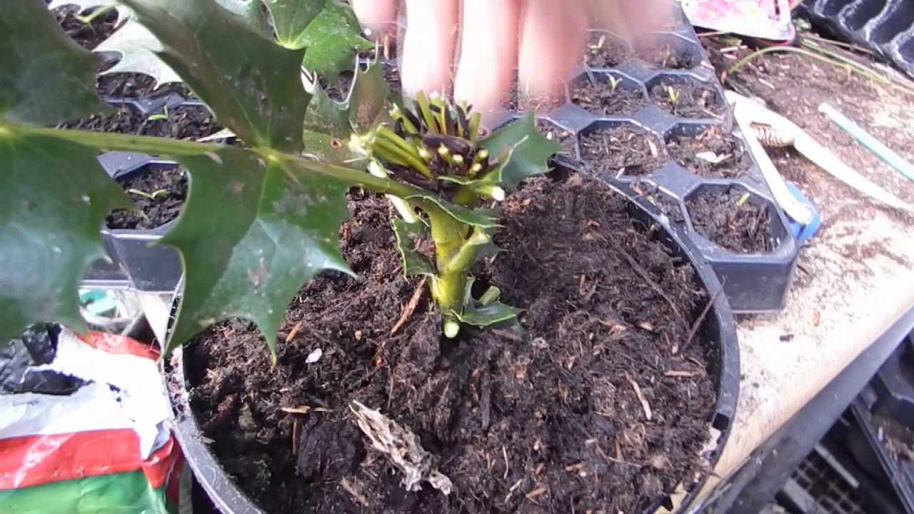 mahonia