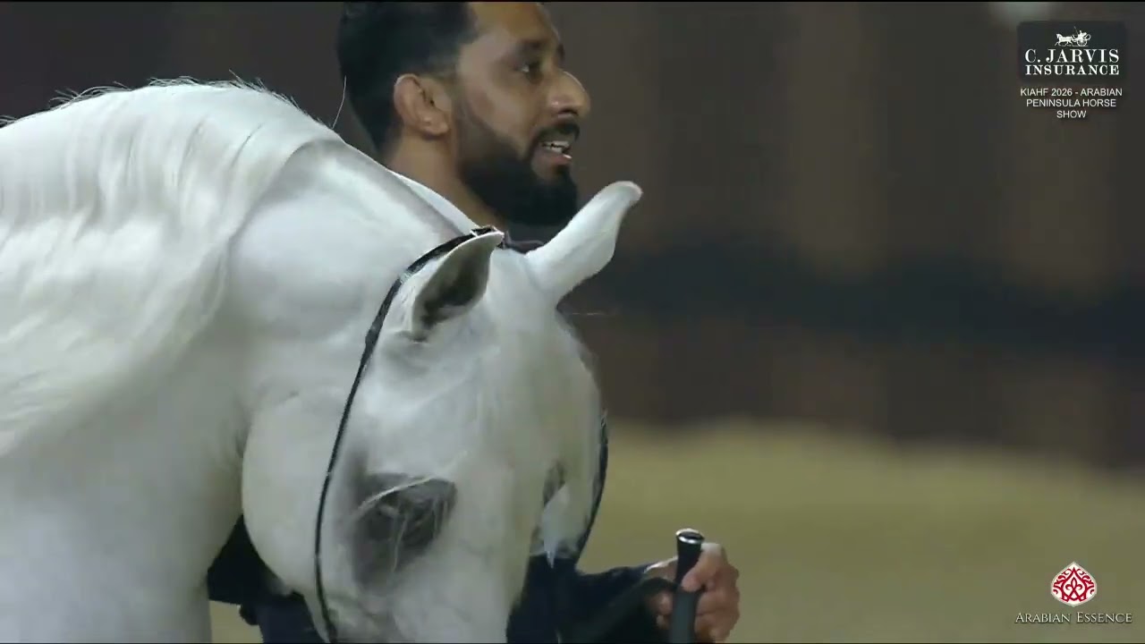 N 136 AL KHLEEJ AL DHAHIYA   KIAHF 2026   Arabian Peninsula Horse Show   Senior Stallions 4+ Years O