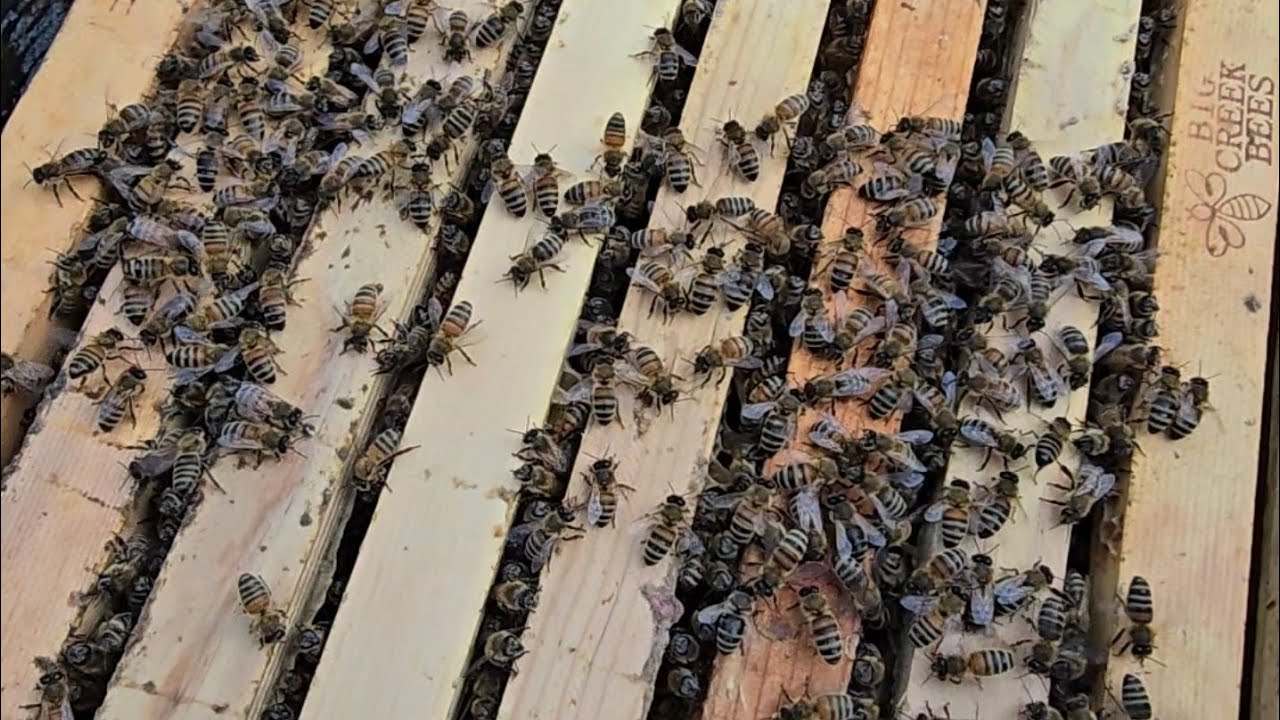THE DRONES ARE COMING, THE DRONES ARE COMING..... #drones #bee #beekeeping #spring 