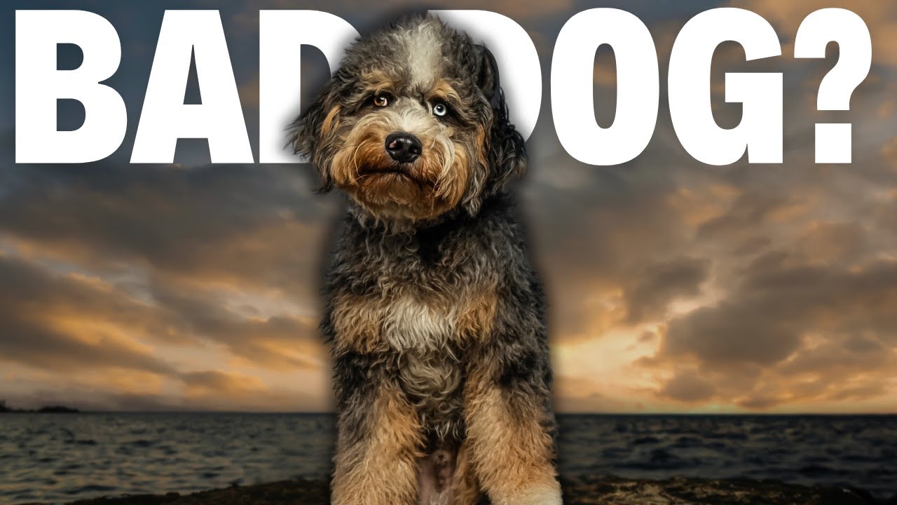 What NOBODY Tells You About AussieDoodles...