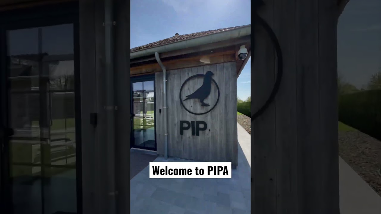 Welcome to Pigeon Paradise #shorts #racingpigeons #pipa