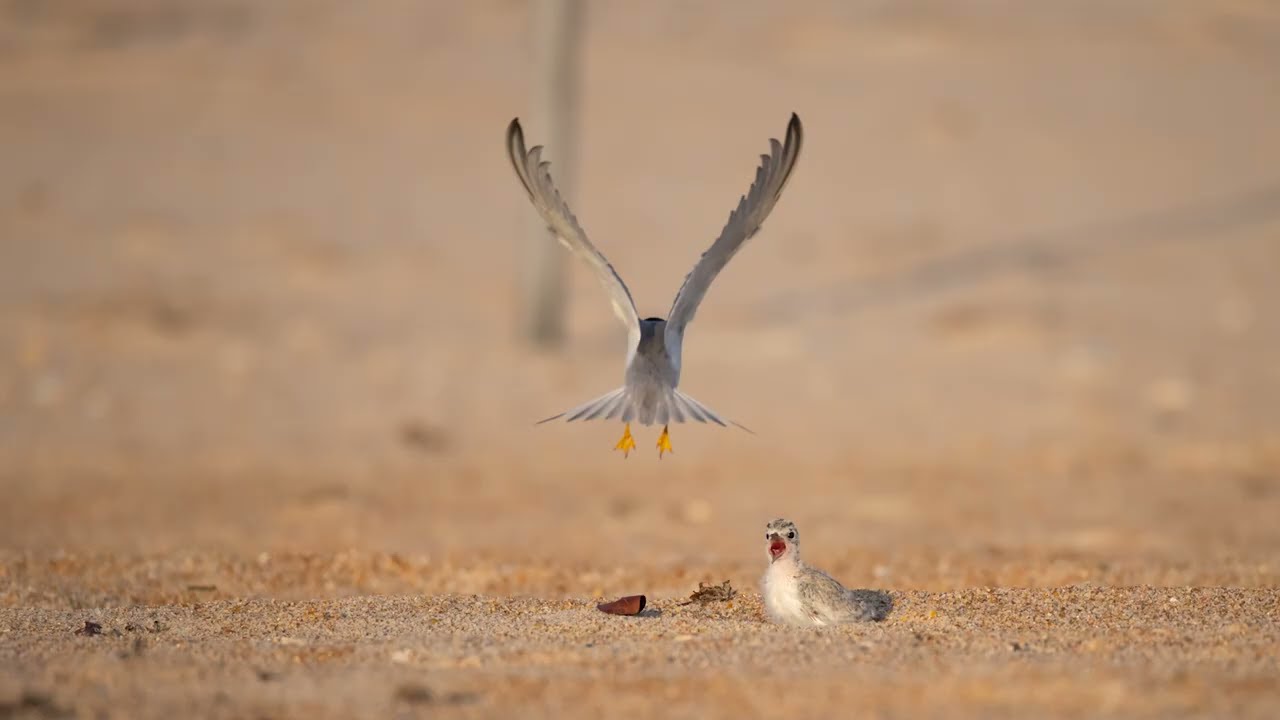 Least Terns at Fort Matanzas NM