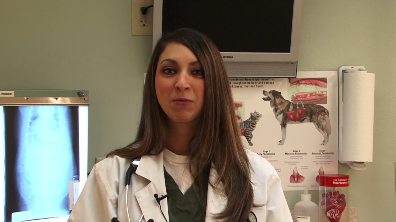 Veterinary Passion: Enhancing the Human-Animal Bond