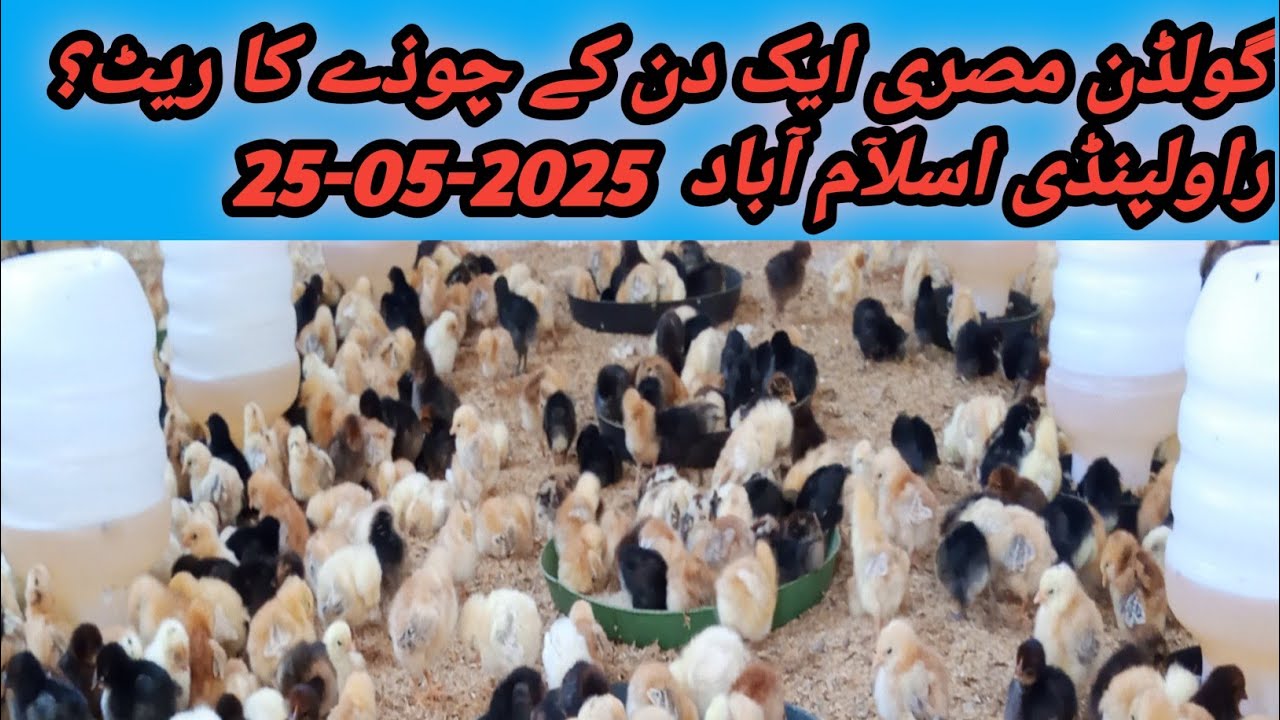 Golden Misri Aik Din Ky Chuzay Ka Rate||Rawalpindi & Islamabad||Golden Misri Farming In Pakistan