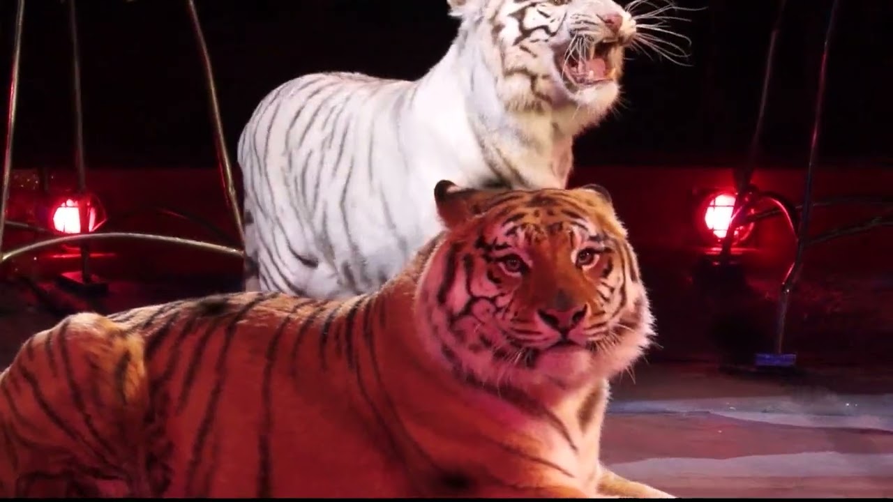 STEFANO ORFEI NONES presents his tigers MI 2013