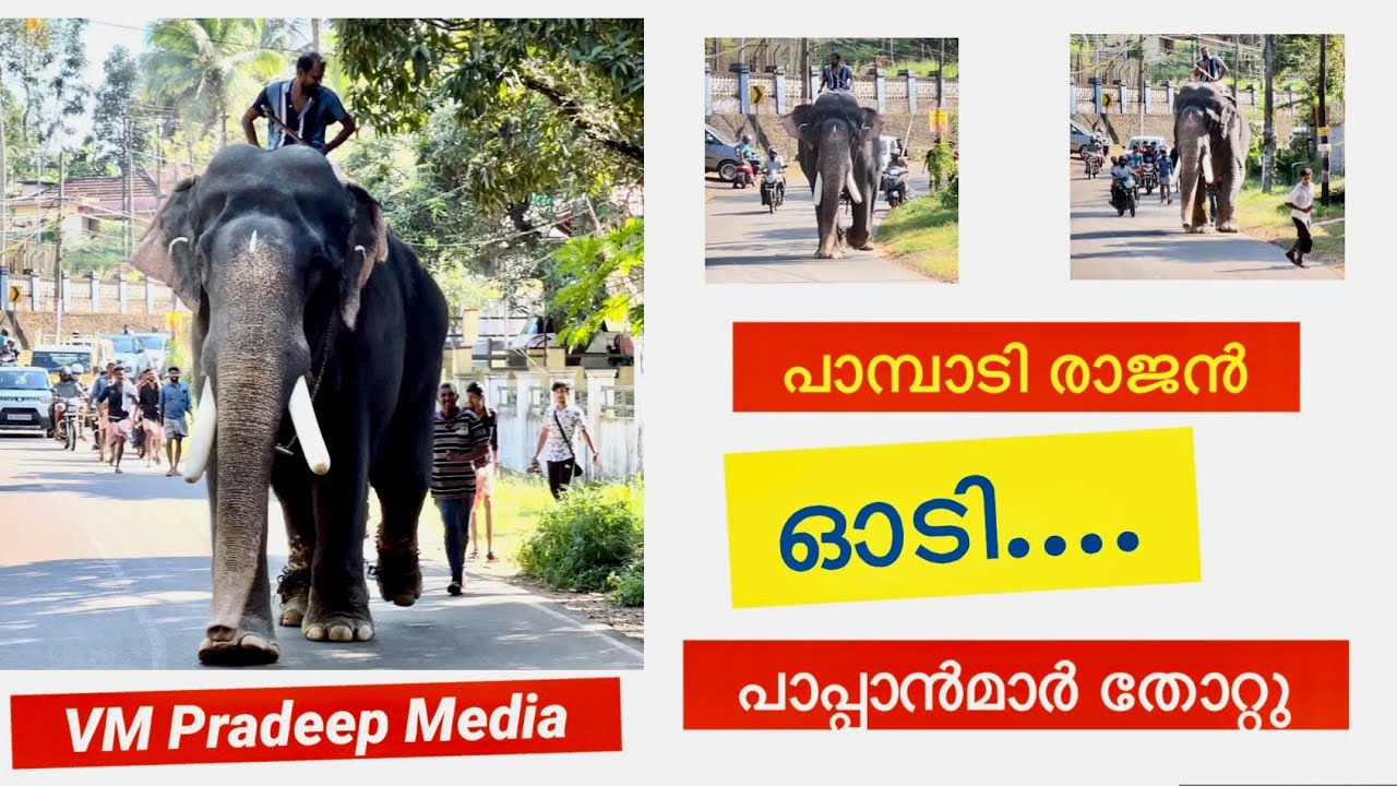 Pampadi Rajan ഓടി പാപ്പാൻമാർ തോറ്റു#keralaelephant#aanakathakal#vmpradeepmedia