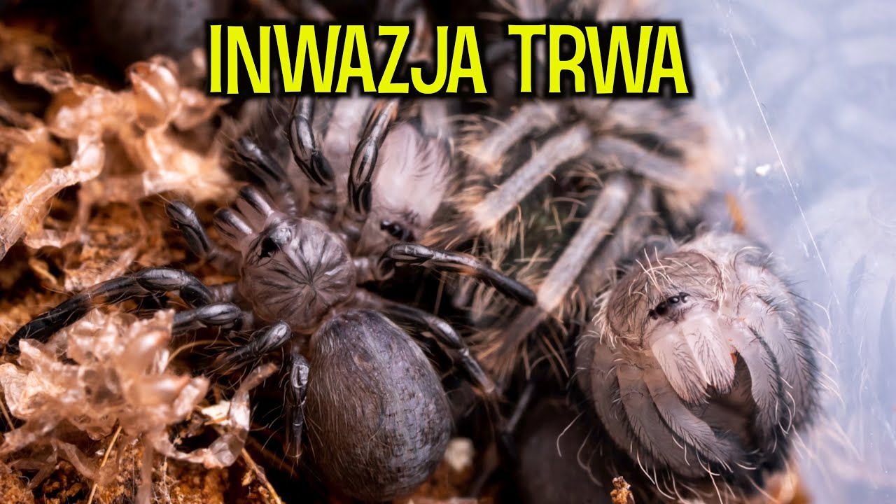 CO SŁYCHAĆ U 3 KOKONÓW? Aktualizacja bombelków 🥰