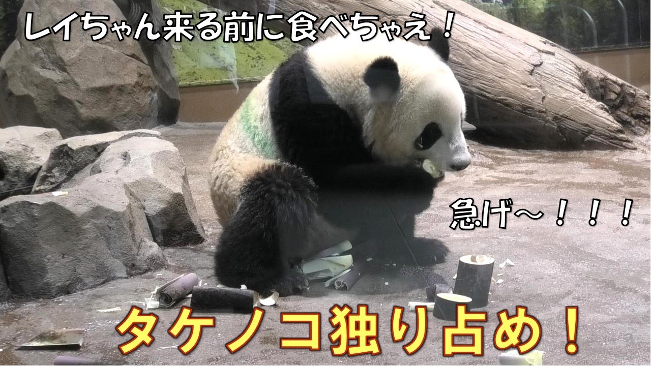 5/25シャオシャオがタケノコ独り占めしようとしてる！レイレイが来るまでに全部食べちゃえ！giantpanda @tokyo 上野動物園