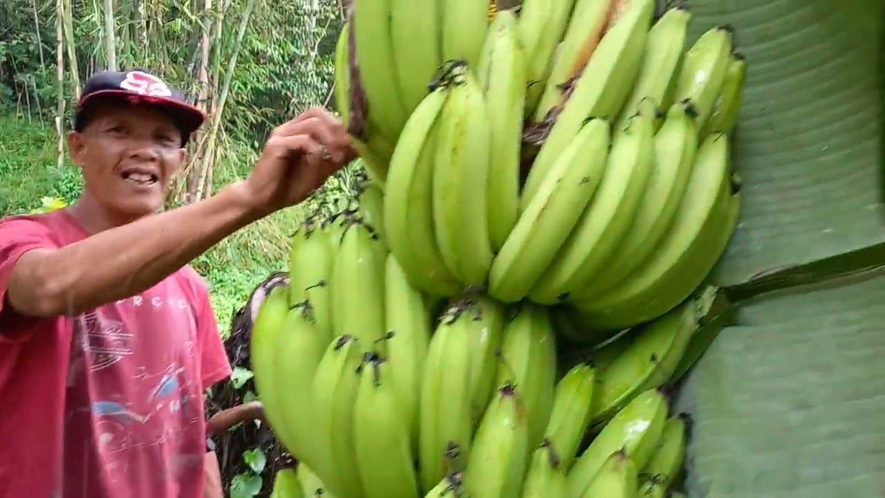 Panen Pisang Ambon Warangan, Buahnya Diluar Dugaan..Jumbo - Jumbo