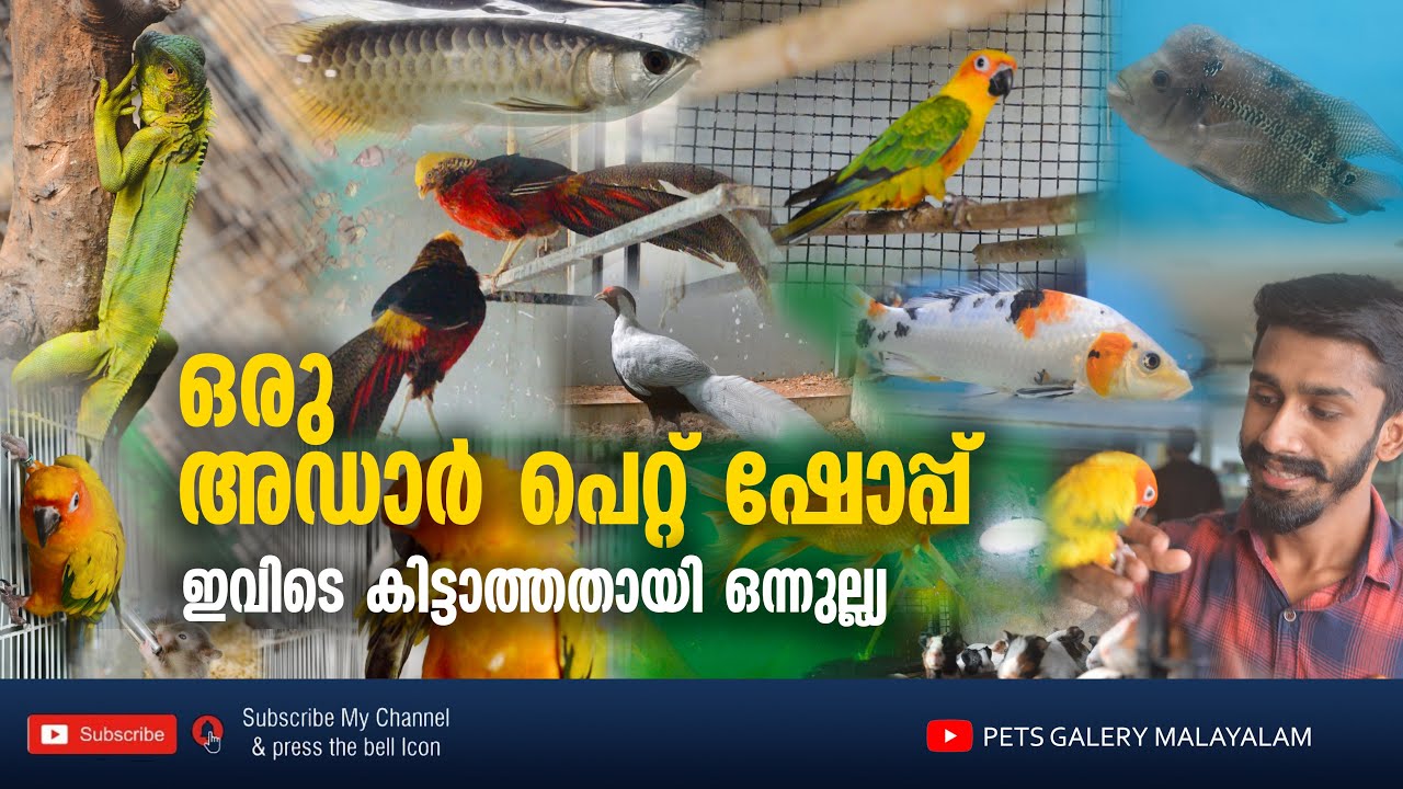 ഇവിടെ കിട്ടാത്തതായി ഒന്നുല്ല്യ | Aqua fish kottakkal | pets shope | pets shope Malayalam | Kerala