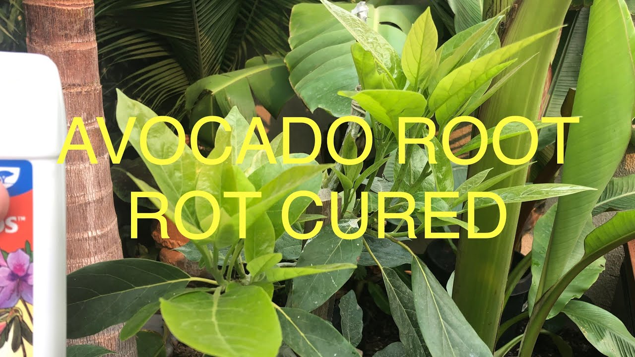 HOW TO CURE AN AVOCADO TREE OF ROOT ROT,  I DID USING THIS SIMPLE METHOD