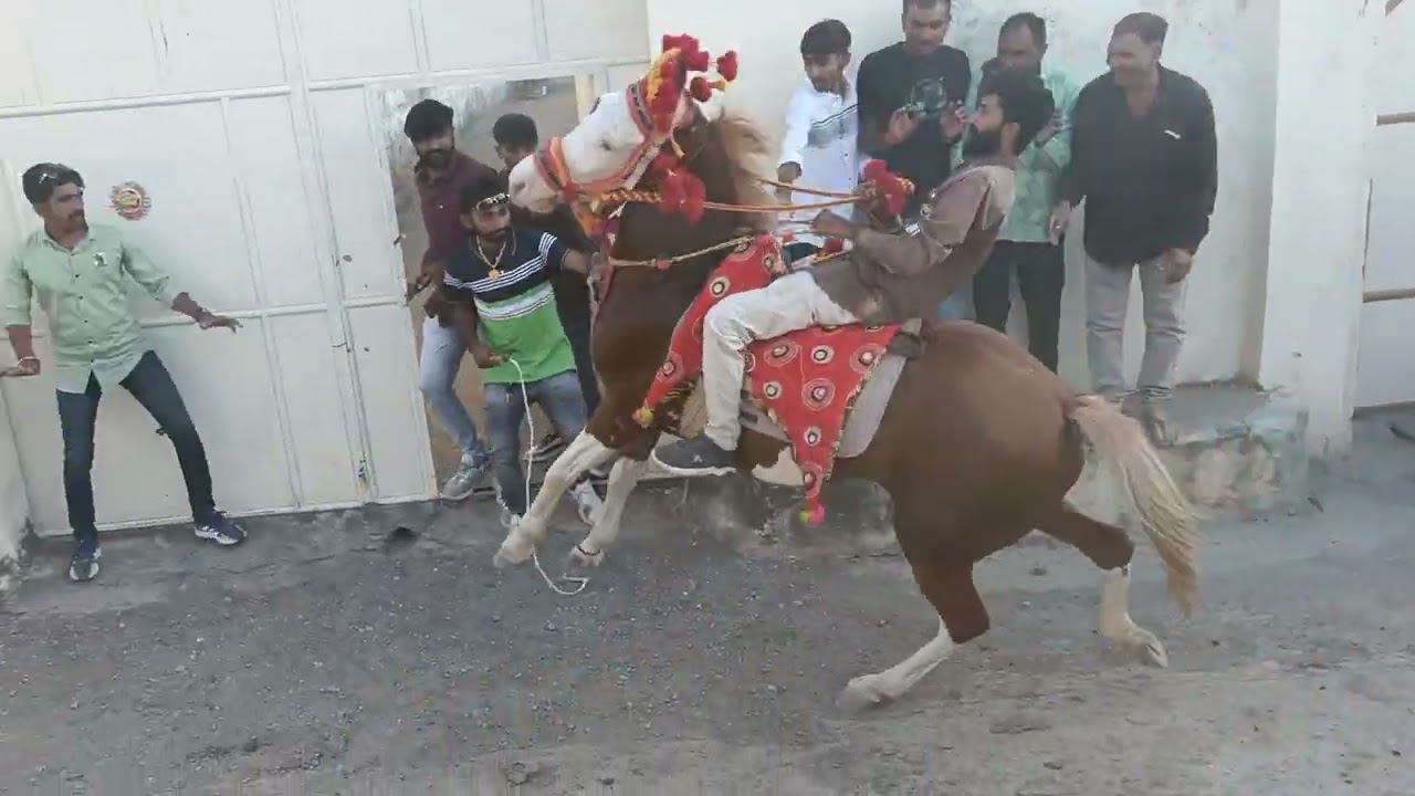 Fuleku Mota Gujariya #horse #kathiyawadihorse #kathi #ahir #farm #dwarka #marriage #fuleku